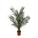Kanarische Dattelpalme Phoenix Canariensis - 27cm Topf...