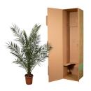 Kanarische Dattelpalme Phoenix Canariensis - 27cm Topf...