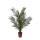 Kanarische Dattelpalme Phoenix Canariensis - 27cm Topf 180 cm hoch
