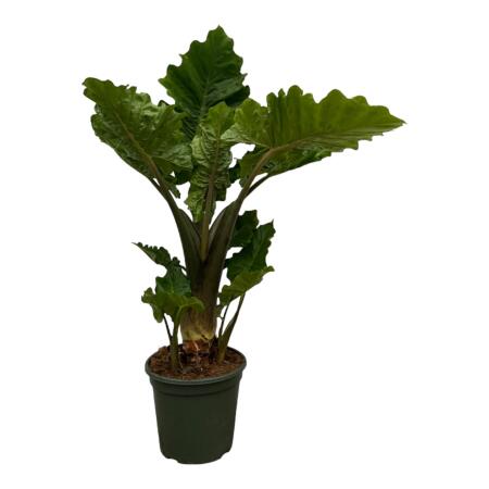 Alocasia portodora "Low Rider" - Elefantenohr - Pfeilblatt - Grünpflanze - ca. 75 cm hoch