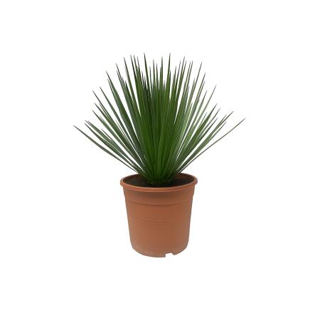 Yucca Rostrata - pot 24cm hauteur 60cm