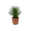 Yucca Rostrata - pot 24cm hauteur 60cm