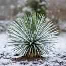 Yucca Rostrata - pot 24cm hauteur 60cm