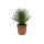 Yucca Rostrata - pot 24cm hauteur 60cm