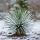 Yucca Rostrata - pot 24cm hauteur 60cm