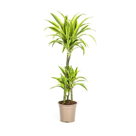 Dracéna - Dracaena deremensis "Lemon Lime" - Plante verte - hauteur 90-110cm - pot 21cm