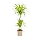 Dracéna - Dracaena deremensis "Lemon...