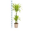 Dracéna - Dracaena deremensis "Lemon Lime" - Plante verte - hauteur 90-110cm - pot 21cm