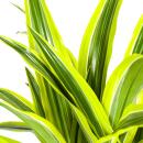 Dracéna - Dracaena deremensis "Lemon Lime" - Plante verte - hauteur 90-110cm - pot 21cm