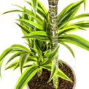 Dracéna - Dracaena deremensis "Lemon Lime" - Plante verte - hauteur 90-110cm - pot 21cm