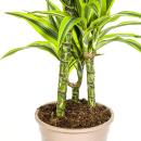 Dracéna - Dracaena deremensis "Lemon Lime" - Plante verte - hauteur 90-110cm - pot 21cm