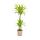 Dracéna - Dracaena deremensis "Lemon Lime" - Plante verte - hauteur 90-110cm - pot 21cm