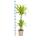 Dracéna - Dracaena deremensis "Lemon Lime" - Plante verte - hauteur 90-110cm - pot 21cm