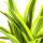 Dracéna - Dracaena deremensis "Lemon Lime" - Plante verte - hauteur 90-110cm - pot 21cm