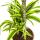 Dracéna - Dracaena deremensis "Lemon Lime" - Plante verte - hauteur 90-110cm - pot 21cm