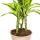 Dracéna - Dracaena deremensis "Lemon Lime" - Plante verte - hauteur 90-110cm - pot 21cm