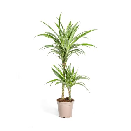 Drachenbaum - Drachenlilie - Dracaena deremensis White Stripe - 70-90cm hoch