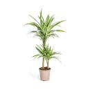 Dragonnier - Dracaena deremensis White Stripe - 70-90cm...