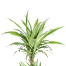 Drachenbaum - Drachenlilie - Dracaena deremensis White Stripe - 70-90cm hoch