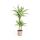 Drachenbaum - Drachenlilie - Dracaena deremensis White Stripe - 70-90cm hoch