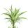 Drachenbaum - Drachenlilie - Dracaena deremensis White Stripe - 70-90cm hoch