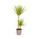 Dragon tree - Dracaena marginata "Sunray" -...