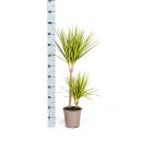 Dracaena marginata "Sunray" - Rayon de soleil - hauteur 80-100cm
