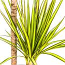 Dracaena marginata "Sunray" - Rayon de soleil - hauteur 80-100cm