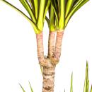 Dracaena marginata "Sunray" - Rayon de soleil - hauteur 80-100cm