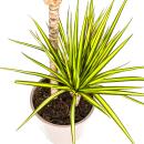 Dracaena marginata "Sunray" - Rayon de soleil - hauteur 80-100cm