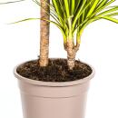 Dracaena marginata "Sunray" - Rayon de soleil - hauteur 80-100cm