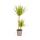 Dracaena marginata "Sunray" - Rayon de soleil - hauteur 80-100cm
