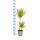Dracaena marginata "Sunray" - Rayon de soleil - hauteur 80-100cm