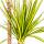 Dracaena marginata "Sunray" - Rayon de soleil - hauteur 80-100cm