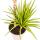 Dracaena marginata "Sunray" - Rayon de soleil - hauteur 80-100cm