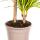 Dracaena marginata "Sunray" - Rayon de soleil - hauteur 80-100cm