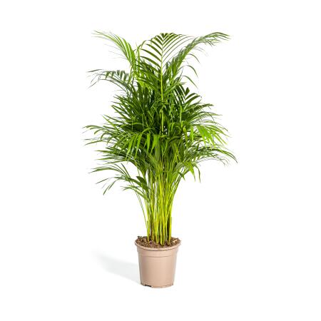 Palmier à fruits dor - Dypsis lutescens - Areca - Plante solitaire - hauteur env. 100-120cm - pot 21cm