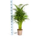 Palmier à fruits dor - Dypsis lutescens - Areca - Plante solitaire - hauteur env. 100-120cm - pot 21cm