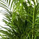 Palmier à fruits dor - Dypsis lutescens - Areca - Plante solitaire - hauteur env. 100-120cm - pot 21cm