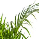 Palmier à fruits dor - Dypsis lutescens - Areca - Plante solitaire - hauteur env. 100-120cm - pot 21cm