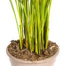 Palmier à fruits dor - Dypsis lutescens - Areca - Plante solitaire - hauteur env. 100-120cm - pot 21cm