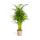 Palmier à fruits dor - Dypsis lutescens - Areca - Plante solitaire - hauteur env. 100-120cm - pot 21cm