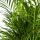 Palmier à fruits dor - Dypsis lutescens - Areca - Plante solitaire - hauteur env. 100-120cm - pot 21cm