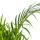Palmier à fruits dor - Dypsis lutescens - Areca - Plante solitaire - hauteur env. 100-120cm - pot 21cm
