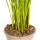 Palmier à fruits dor - Dypsis lutescens - Areca - Plante solitaire - hauteur env. 100-120cm - pot 21cm