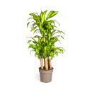 Drachenbaum - Dracaena fragrans massangeana -  Karussel -...