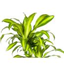 Drachenbaum - Dracaena fragrans massangeana -  Karussel -...