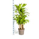Drachenbaum - Dracaena fragrans massangeana -  Karussel - 130-150cm hoch