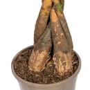 Lucky chestnut - Pachira aquatica - with woven trunk - approx. 120-140cm high