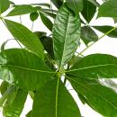 Lucky chestnut - Pachira aquatica - with woven trunk - approx. 120-140cm high